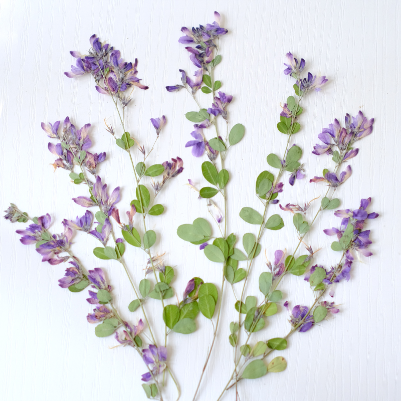 Dried Flower Pressed - 6 Buah, Bunga Kering Lespedeza Formosa