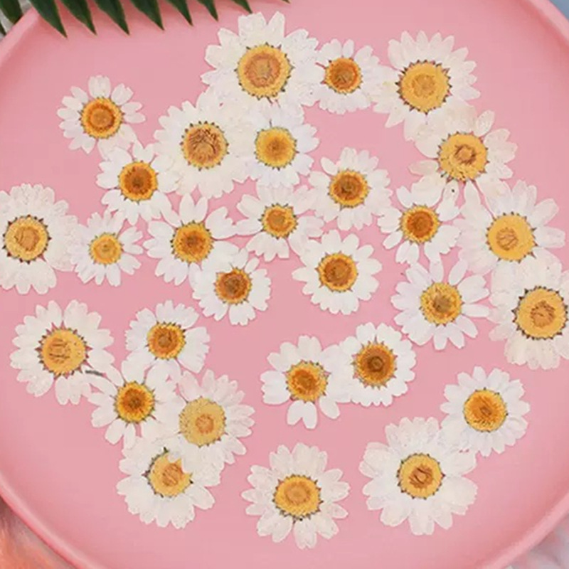 Dried Flower Pressed - 100 Buah Spesimen Tanaman Krisan Kristal