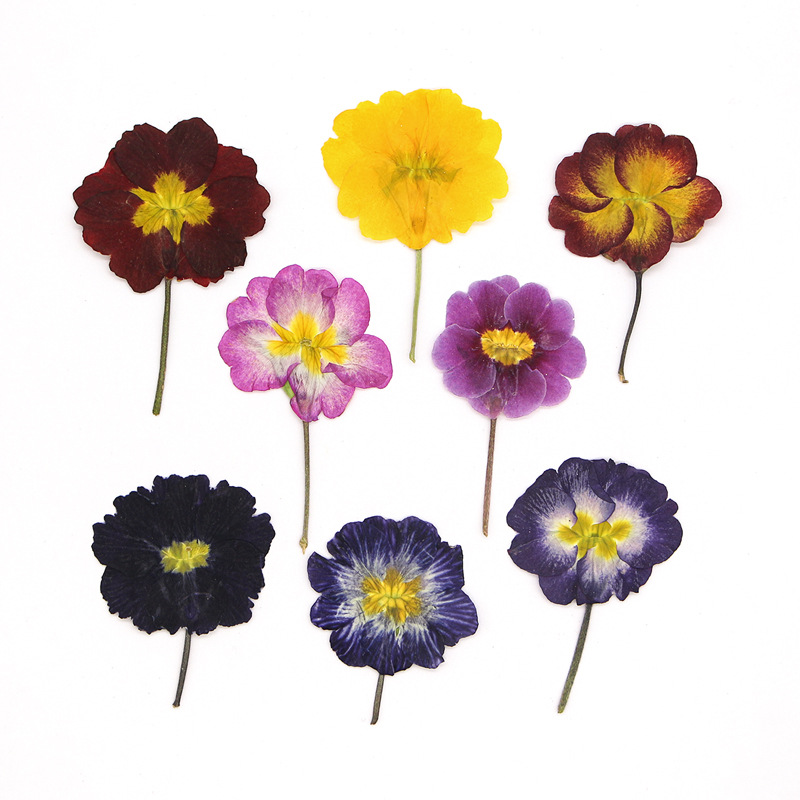 Dried Flower Pressed - 48Pcs Bunga Primrose Eropa Kering, Bunga