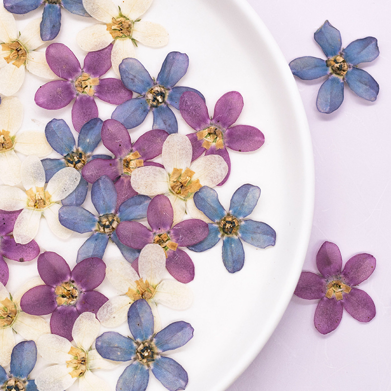 Dried Flower Pressed - 12pcs, Bunga Bintang Biru Tekan untuk
