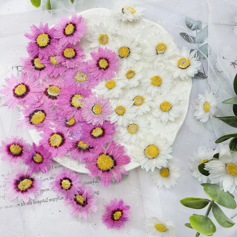 Dried Flower Pressed - 24 Buah/2-4CM, Kelopak Bunga Tekan Alami,