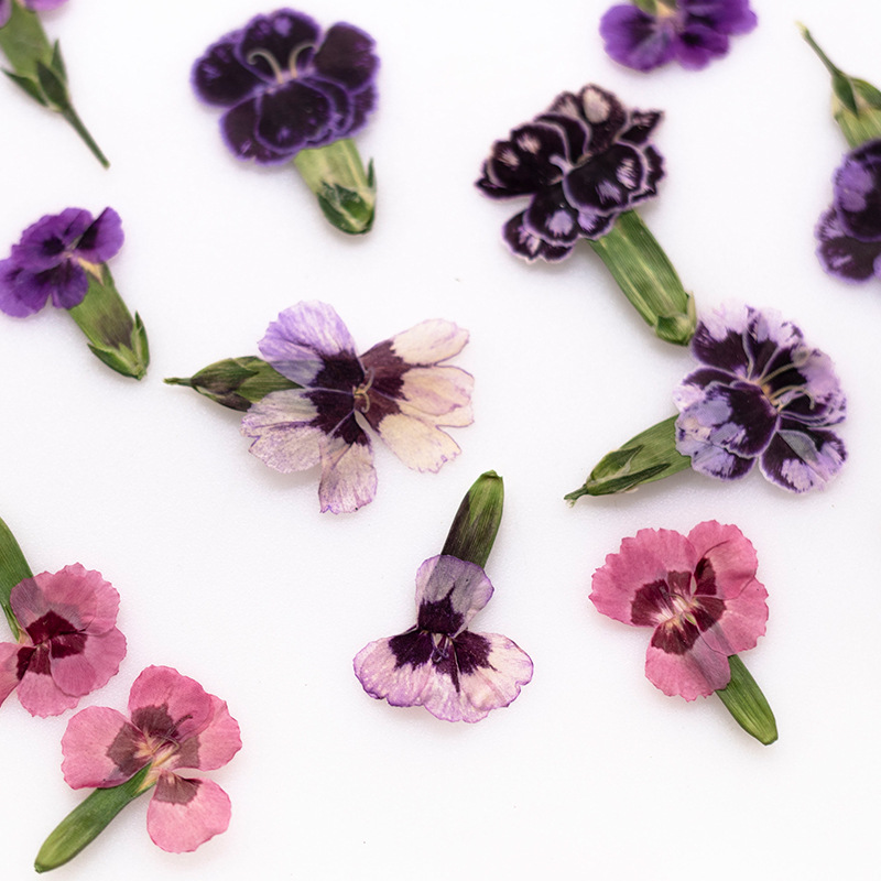 Dried Flower Pressed - 24pcs, Bunga Dianthus Kering Asli untuk