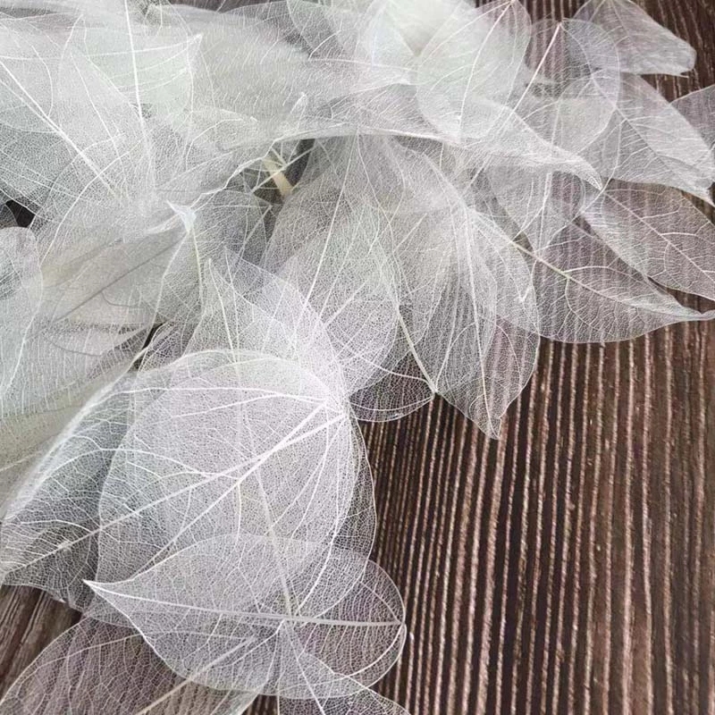 5~9CM*2~3.5CM, 100PCS/Set, Dau - Dried Flower Pressed ulasan dan harga