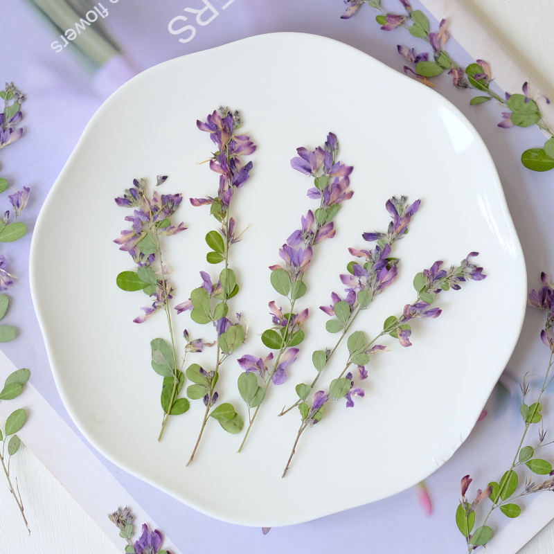 6 Buah, Bunga Kering Lespedeza - Dried Flower Pressed ulasan dan harga