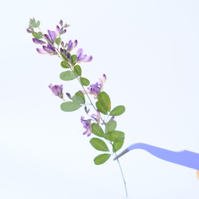 6 Buah, Bunga Kering Lespedeza - Dried Flower Pressed ulasan dan harga