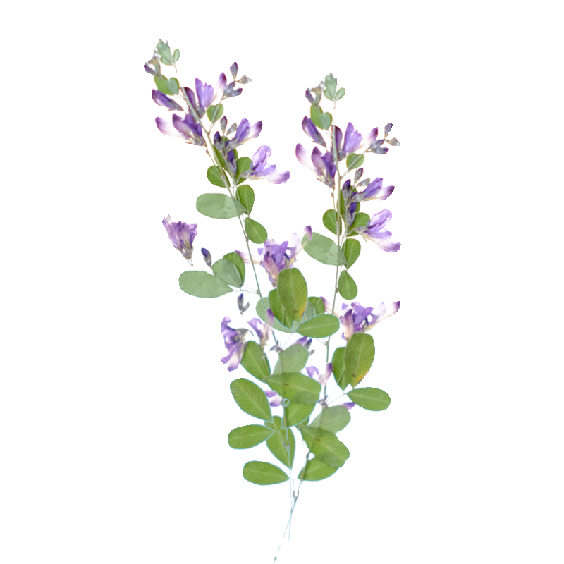 6 Buah, Bunga Kering Lespedeza - Dried Flower Pressed ulasan dan harga