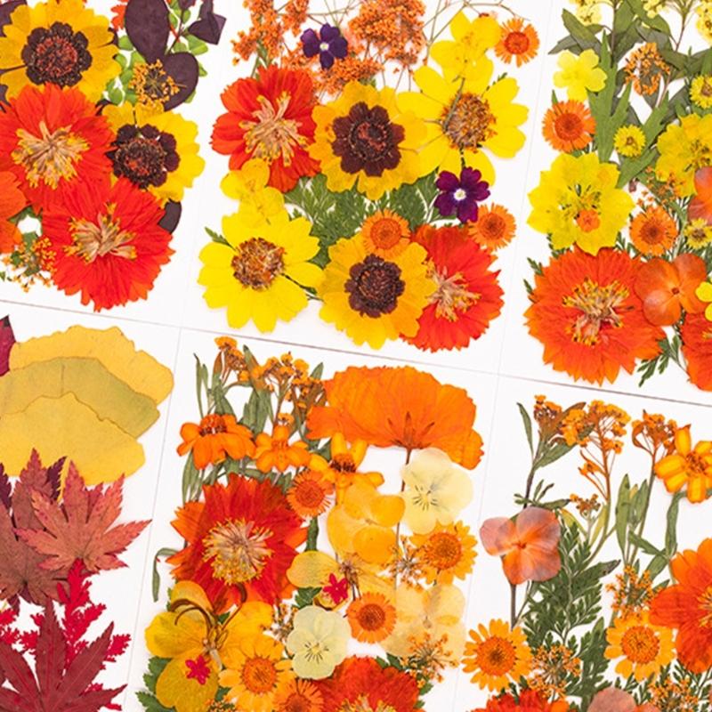 Bunga Kering Ditekan untuk Cet - Dried Flower Pressed ulasan dan harga
