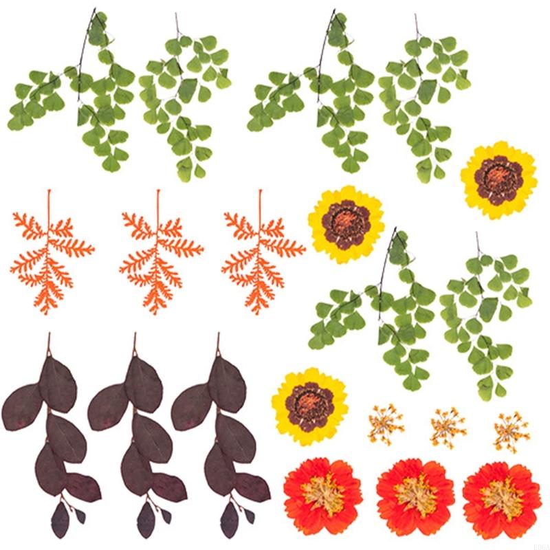 Bunga Kering Ditekan untuk Cet - Dried Flower Pressed ulasan dan harga