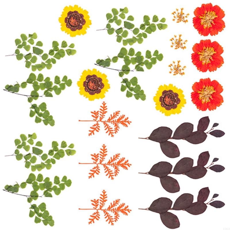 Bunga Kering Ditekan untuk Cet - Dried Flower Pressed ulasan dan harga