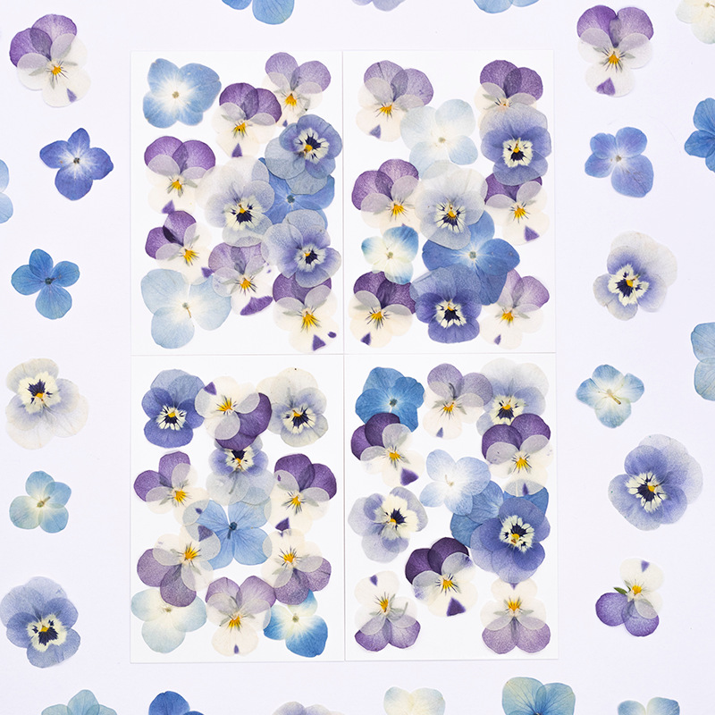 12 Buah, Bunga Kering Viola Co - Dried Flower Pressed ulasan dan harga