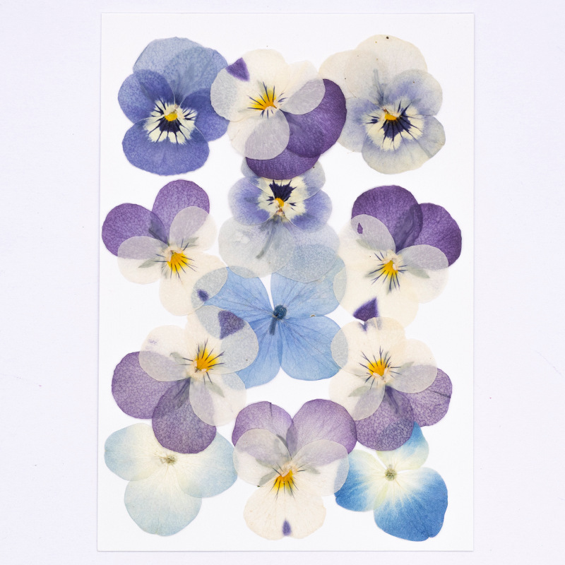 12 Buah, Bunga Kering Viola Co - Dried Flower Pressed ulasan dan harga
