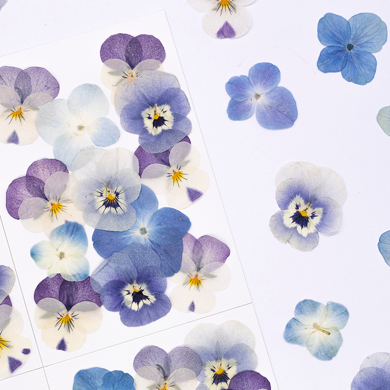 12 Buah, Bunga Kering Viola Co - Dried Flower Pressed ulasan dan harga