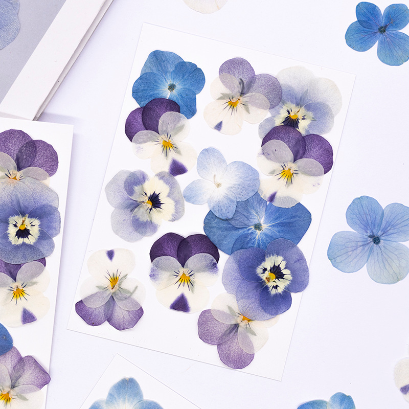 12 Buah, Bunga Kering Viola Co - Dried Flower Pressed ulasan dan harga