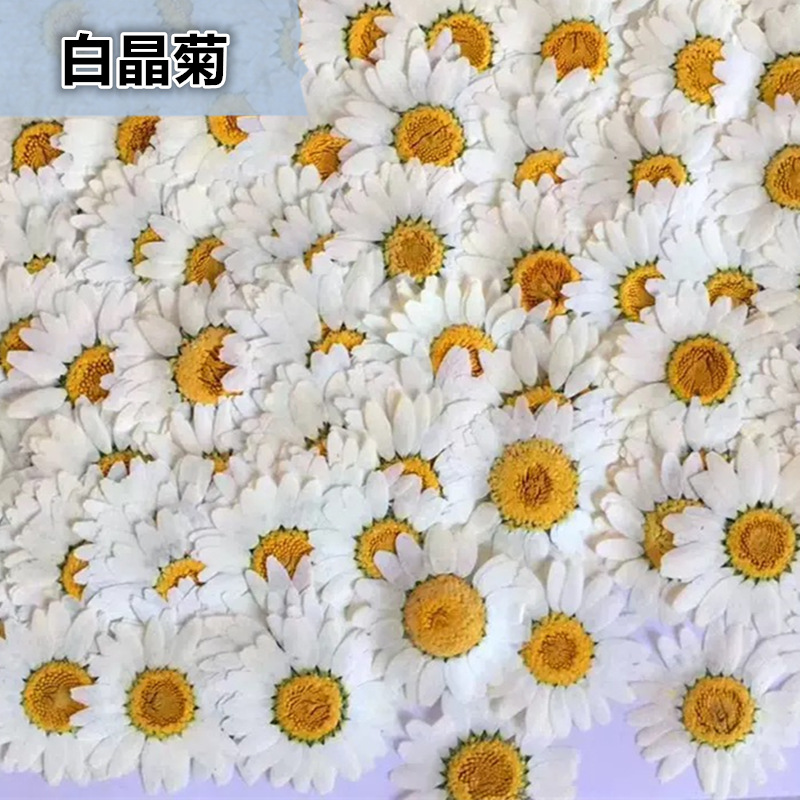 100 Buah Spesimen Tanaman Kris - Dried Flower Pressed ulasan dan harga