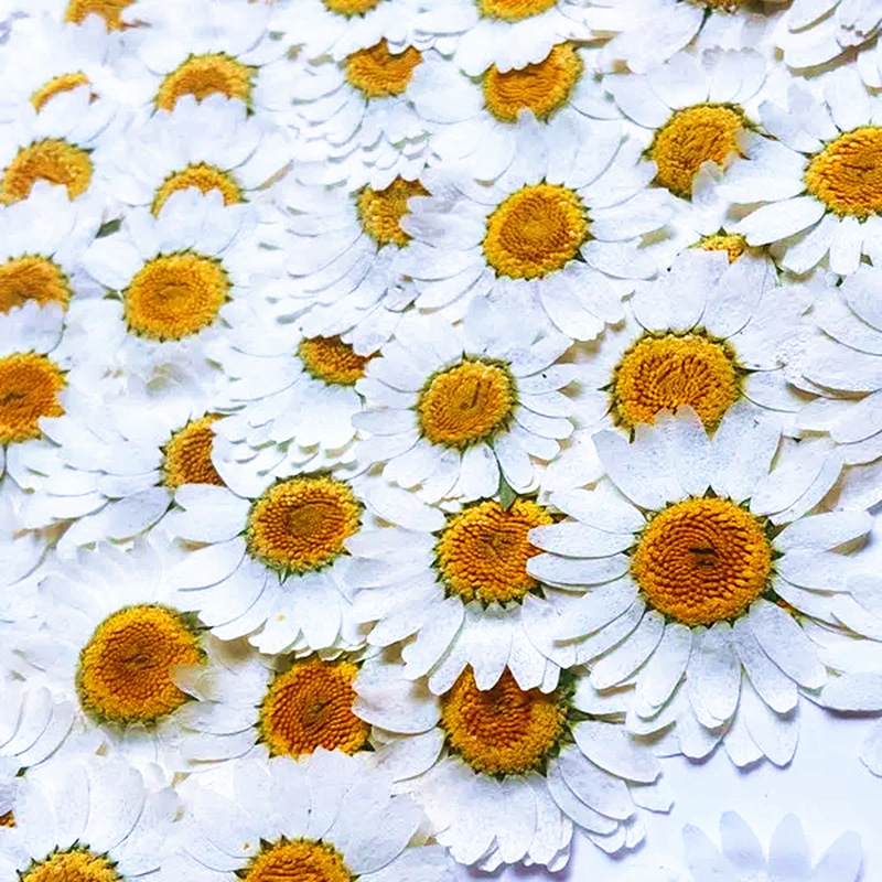 100 Buah Spesimen Tanaman Kris - Dried Flower Pressed ulasan dan harga
