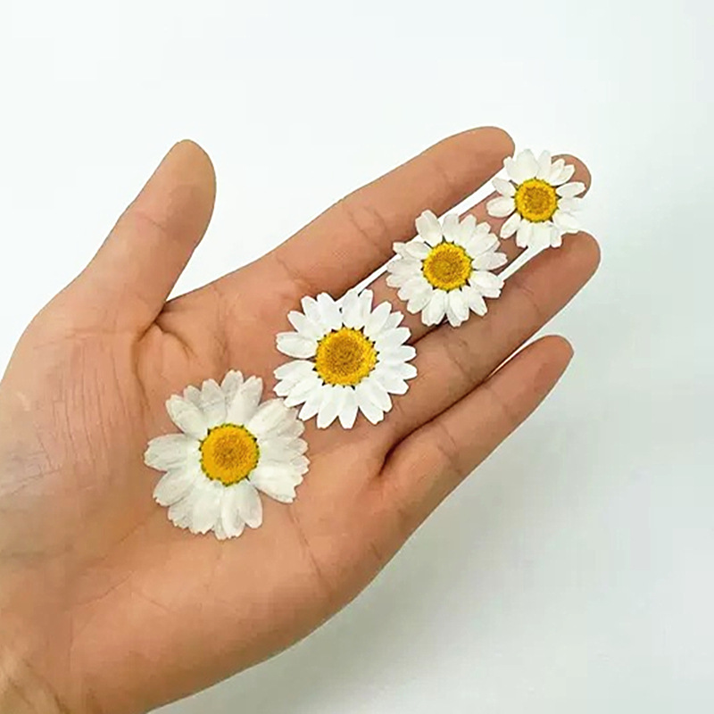 100 Buah Spesimen Tanaman Kris - Dried Flower Pressed ulasan dan harga