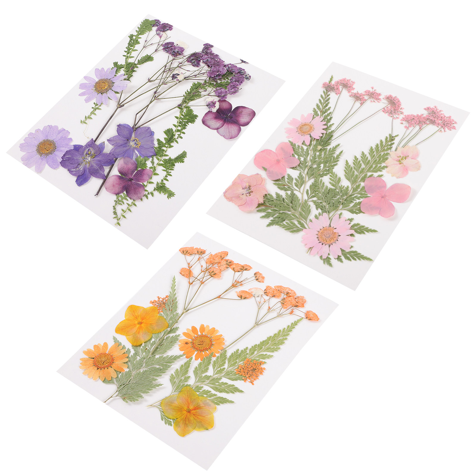 Bahan Dekorasi Bunga Kering 3  - Dried Flower Pressed ulasan dan harga