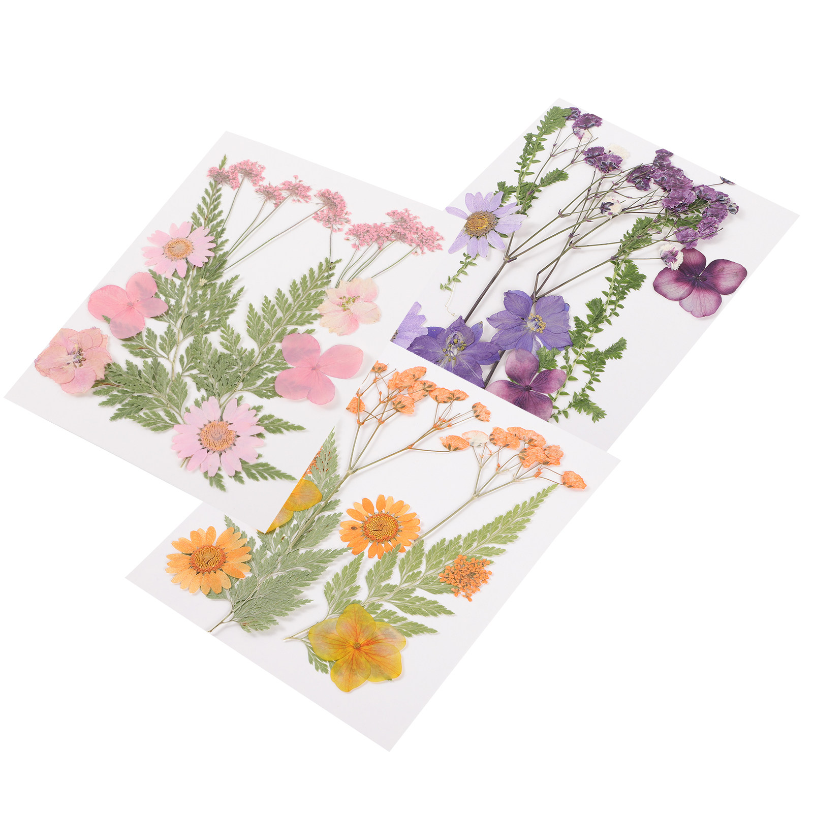 Bahan Dekorasi Bunga Kering 3  - Dried Flower Pressed ulasan dan harga