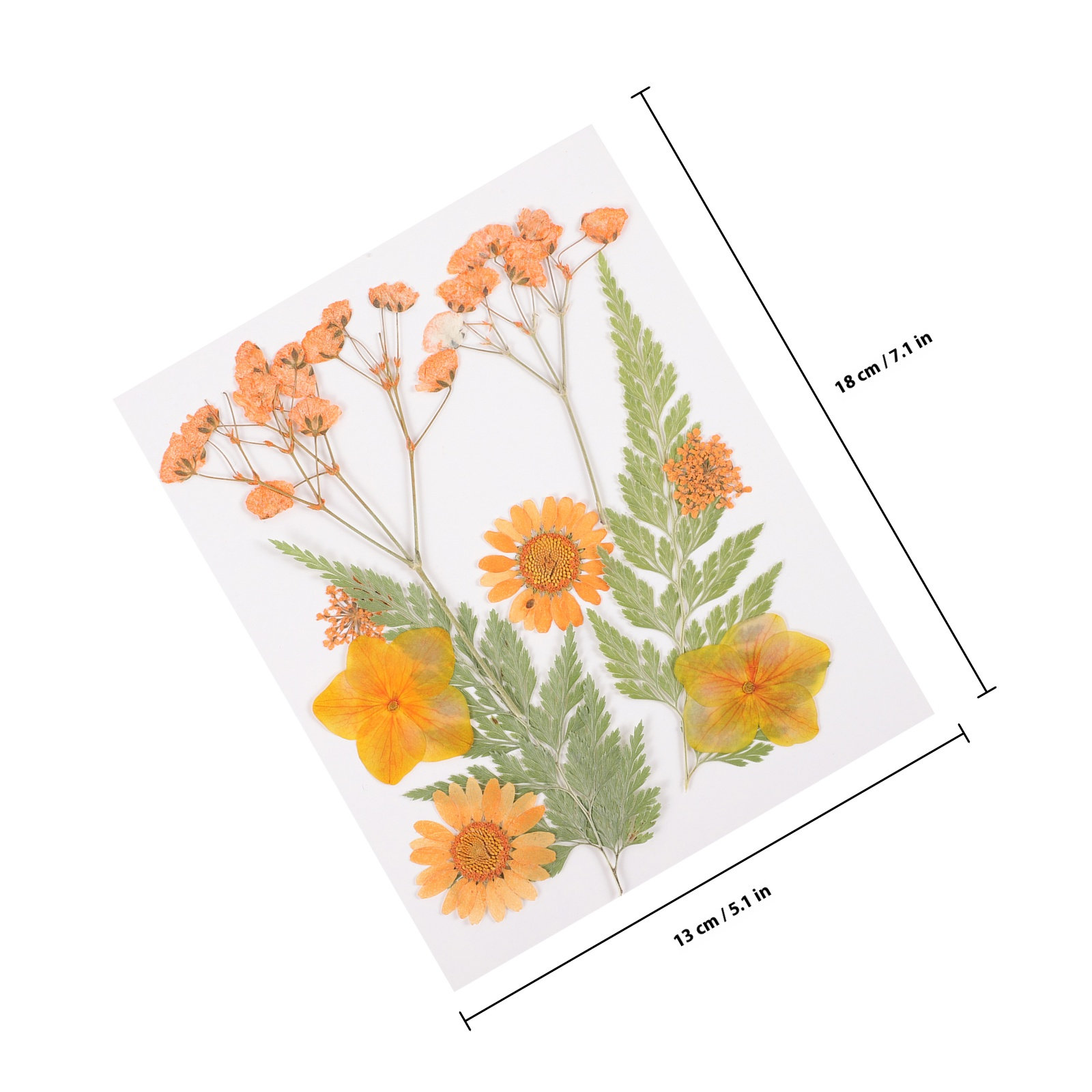 Bahan Dekorasi Bunga Kering 3  - Dried Flower Pressed ulasan dan harga