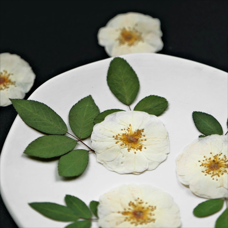6pcs,9pcs, Bunga Mawar Putih A - Dried Flower Pressed ulasan dan harga