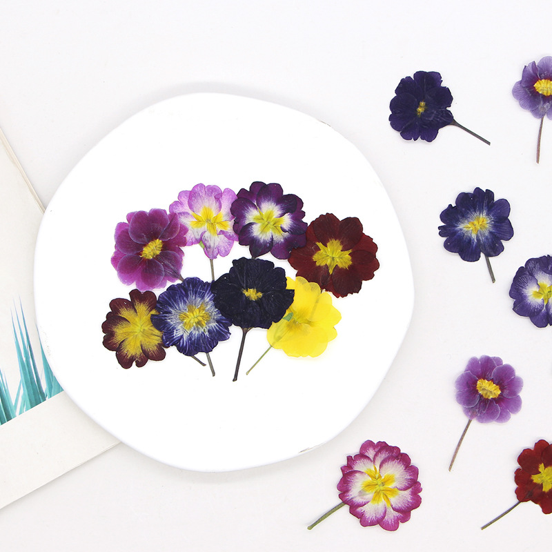 48Pcs Bunga Primrose Eropa Ker - Dried Flower Pressed ulasan dan harga