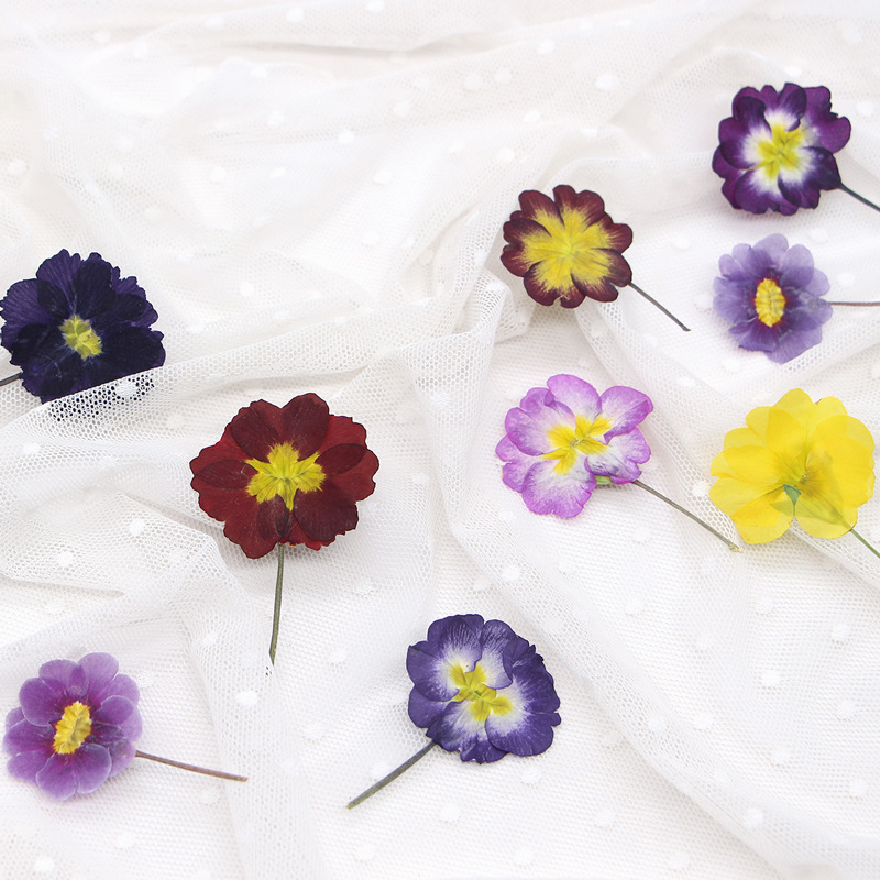 48Pcs Bunga Primrose Eropa Ker - Dried Flower Pressed ulasan dan harga