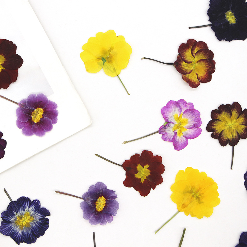 48Pcs Bunga Primrose Eropa Ker - Dried Flower Pressed ulasan dan harga