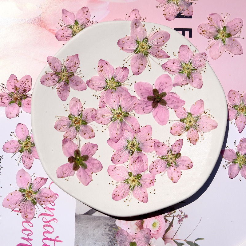 3-4cm./6pcs, Bunga Persik Keri - Dried Flower Pressed ulasan dan harga