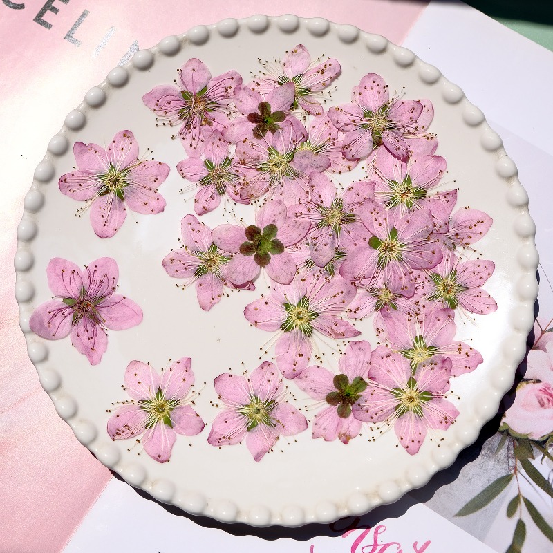 3-4cm./6pcs, Bunga Persik Keri - Dried Flower Pressed ulasan dan harga