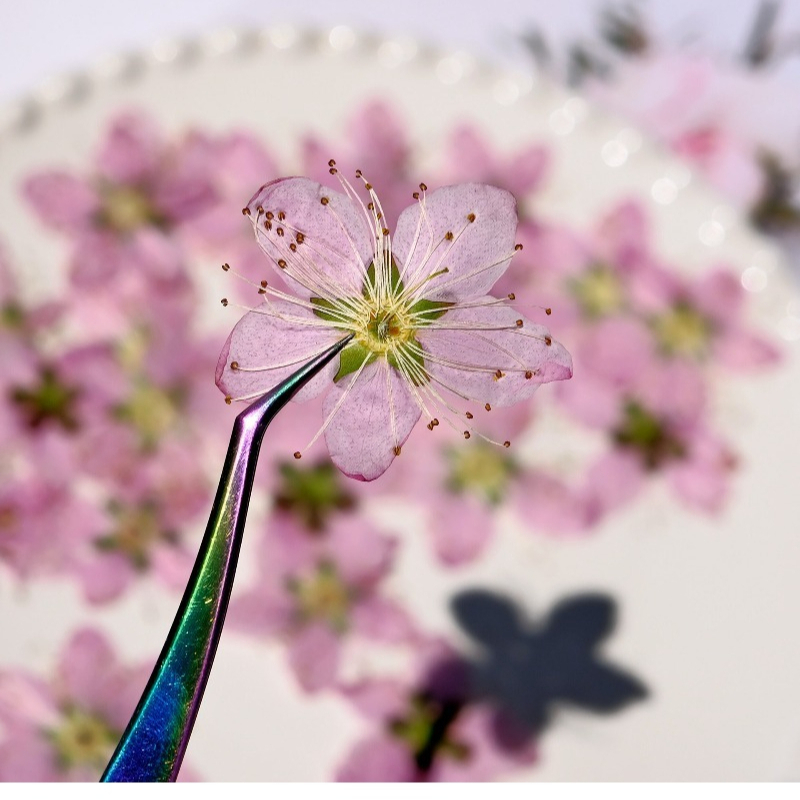 3-4cm./6pcs, Bunga Persik Keri - Dried Flower Pressed ulasan dan harga