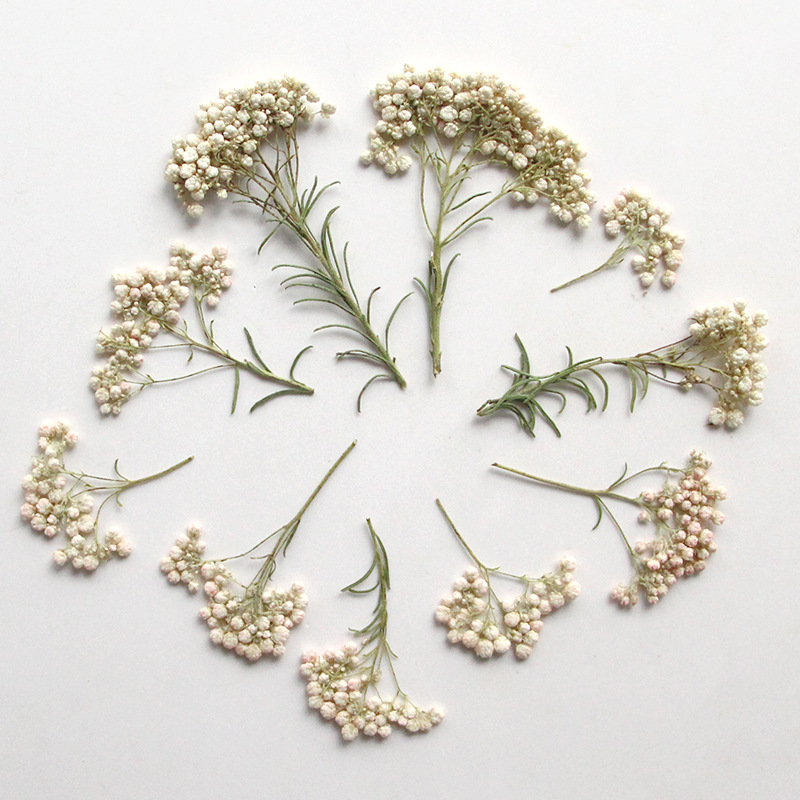 12pcs, Ranting Bunga Millet Al - Dried Flower Pressed ulasan dan harga