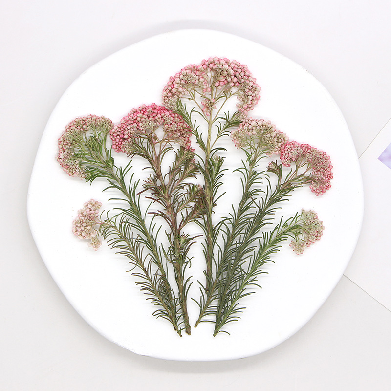 12pcs, Ranting Bunga Millet Al - Dried Flower Pressed ulasan dan harga