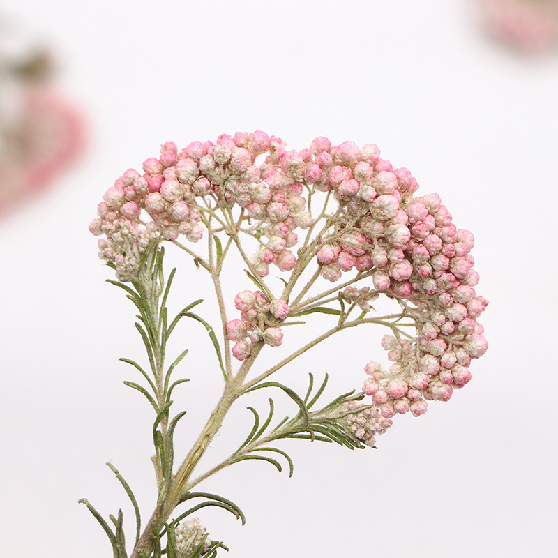 12pcs, Ranting Bunga Millet Al - Dried Flower Pressed ulasan dan harga
