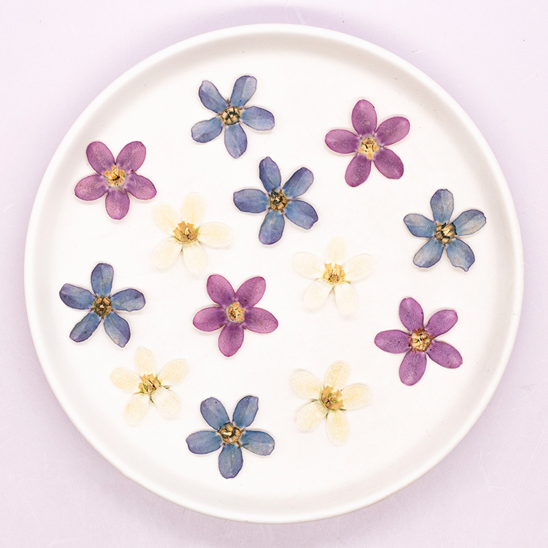 12pcs, Bunga Bintang Biru Teka - Dried Flower Pressed ulasan dan harga