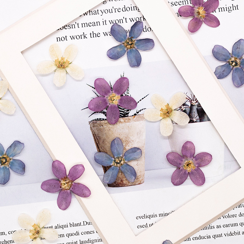12pcs, Bunga Bintang Biru Teka - Dried Flower Pressed ulasan dan harga