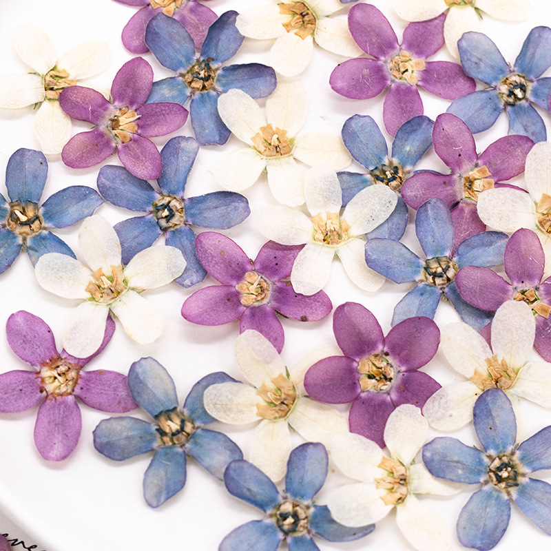 12pcs, Bunga Bintang Biru Teka - Dried Flower Pressed ulasan dan harga