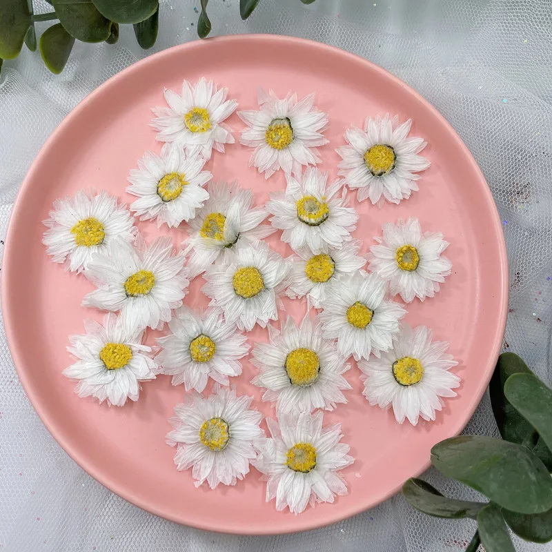 24 Buah/2-4CM, Kelopak Bunga T - Dried Flower Pressed ulasan dan harga