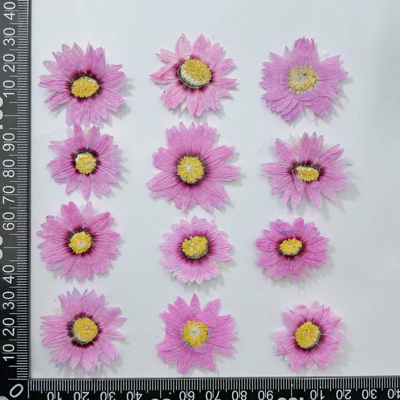 24 Buah/2-4CM, Kelopak Bunga T - Dried Flower Pressed ulasan dan harga