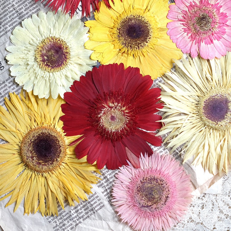 1pcs/7-9cm, Bunga Gerbera Keri - Dried Flower Pressed ulasan dan harga