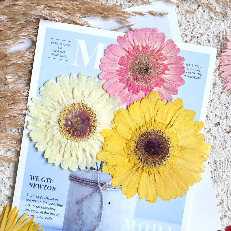 1pcs/7-9cm, Bunga Gerbera Keri - Dried Flower Pressed ulasan dan harga