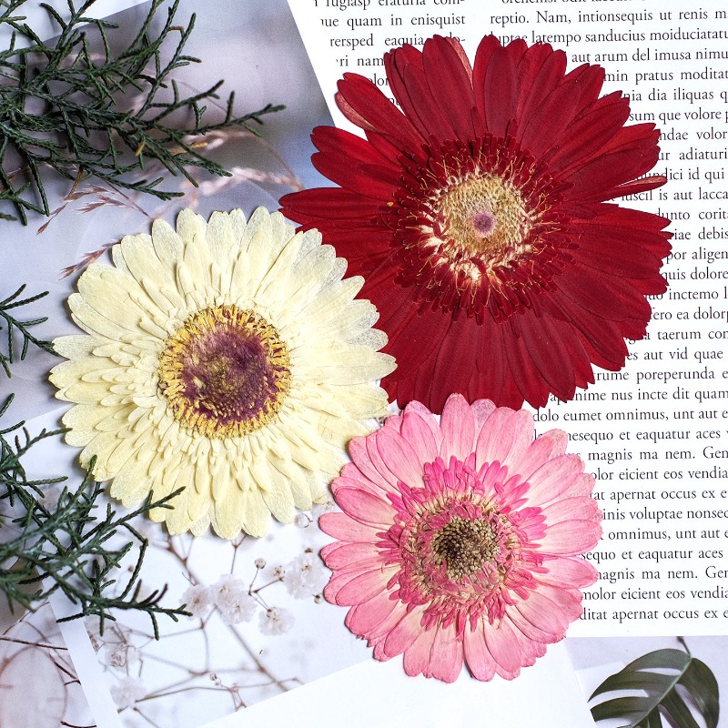 1pcs/7-9cm, Bunga Gerbera Keri - Dried Flower Pressed ulasan dan harga
