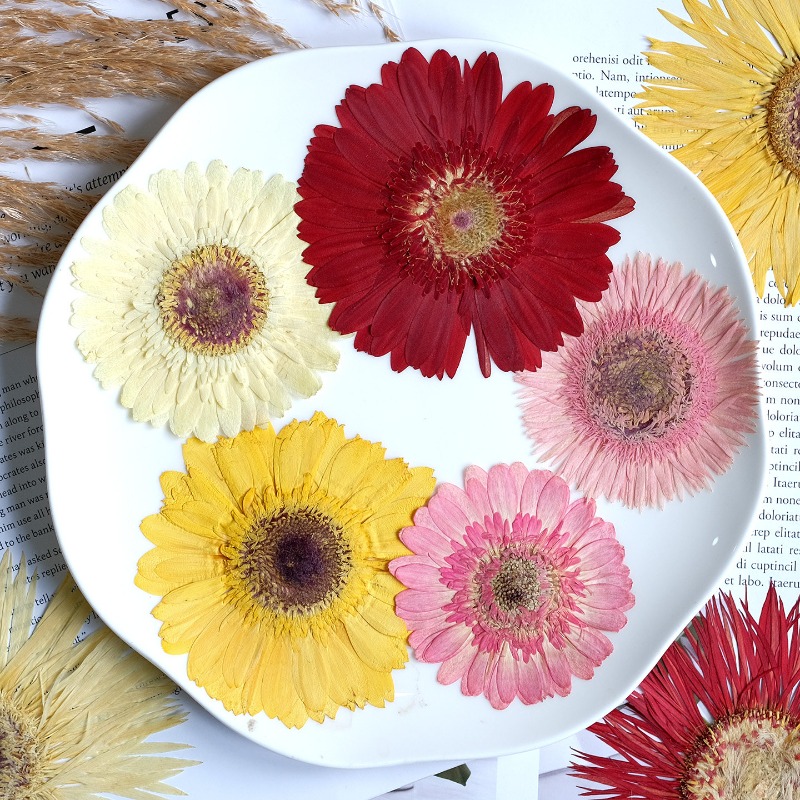 1pcs/7-9cm, Bunga Gerbera Keri - Dried Flower Pressed ulasan dan harga