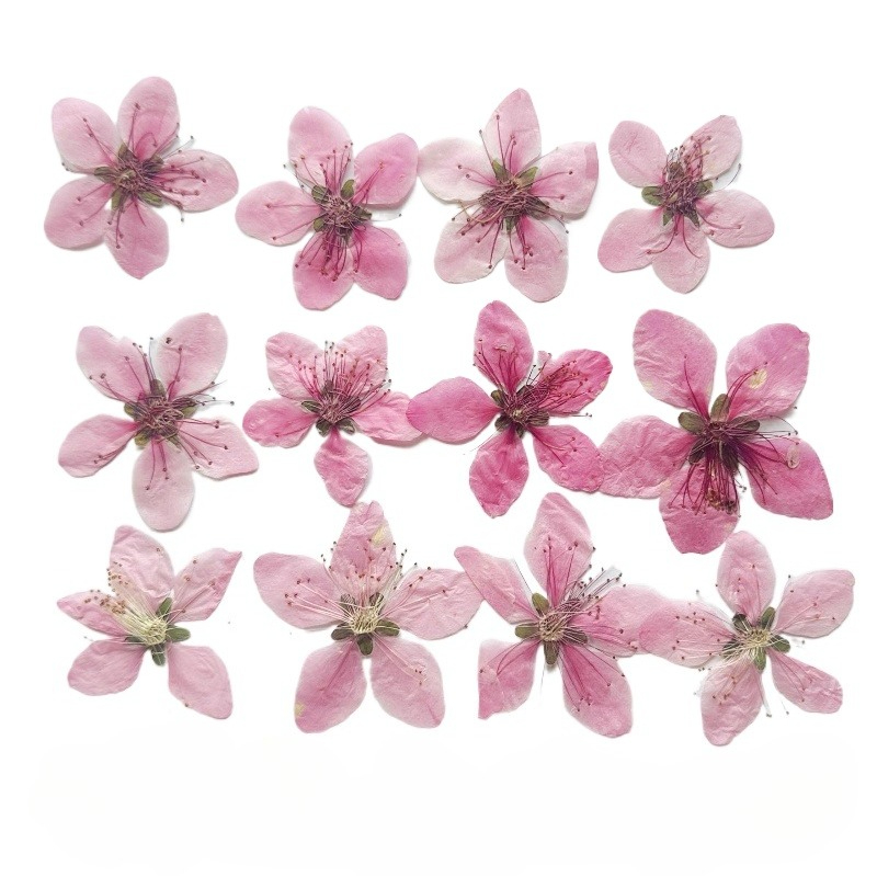 12 Buah, Bunga Persik Alami Bu - Dried Flower Pressed ulasan dan harga