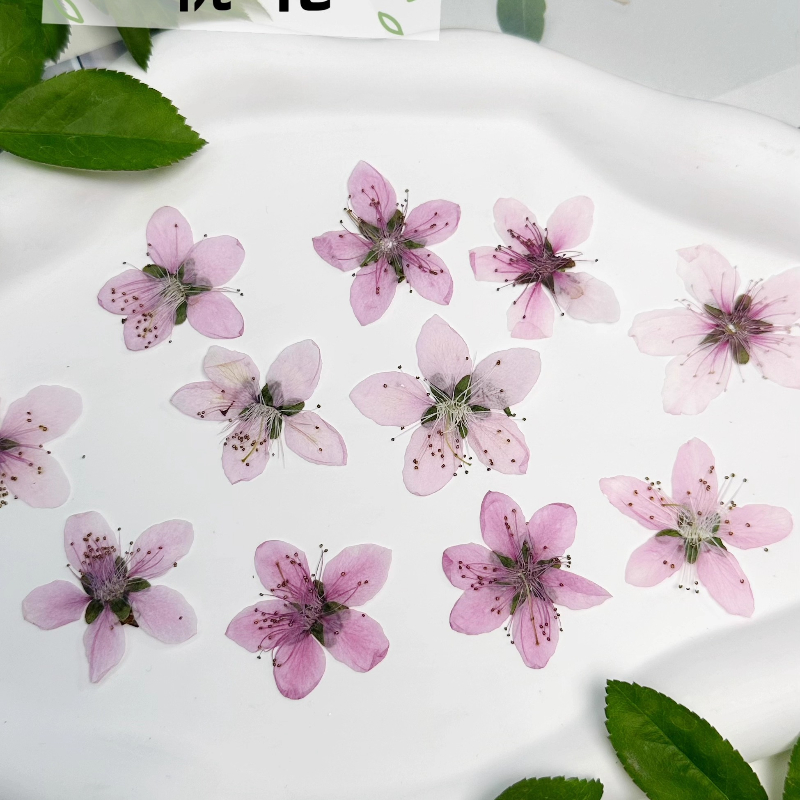12 Buah, Bunga Persik Alami Bu - Dried Flower Pressed ulasan dan harga