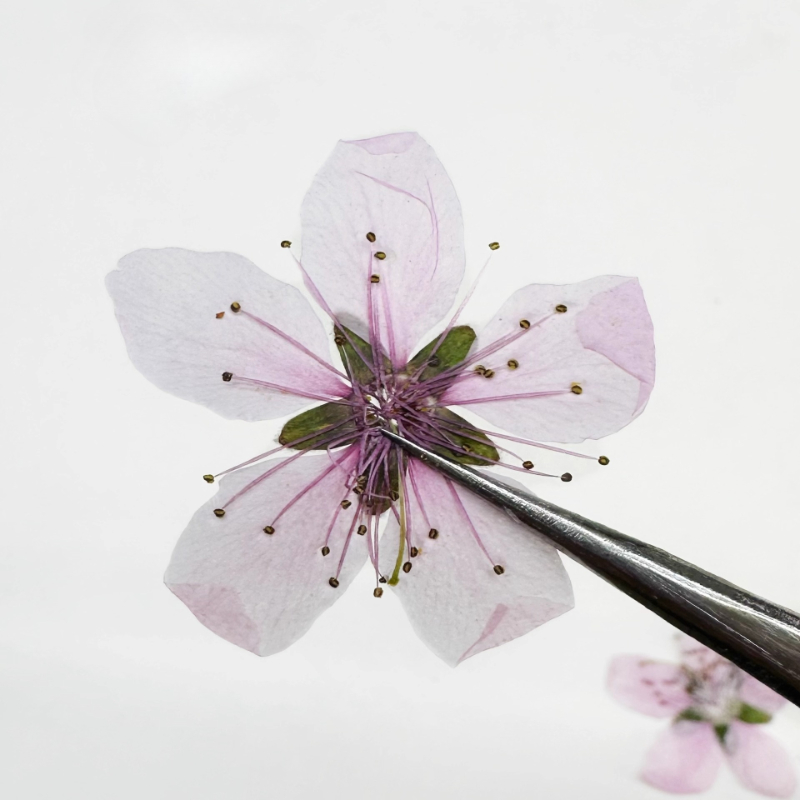 12 Buah, Bunga Persik Alami Bu - Dried Flower Pressed ulasan dan harga