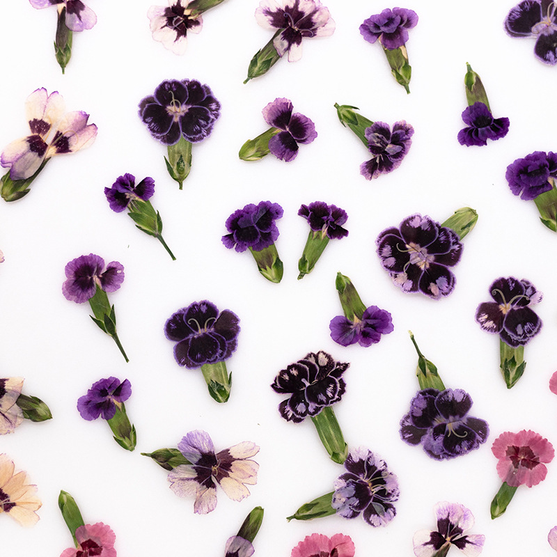 24pcs, Bunga Dianthus Kering A - Dried Flower Pressed ulasan dan harga