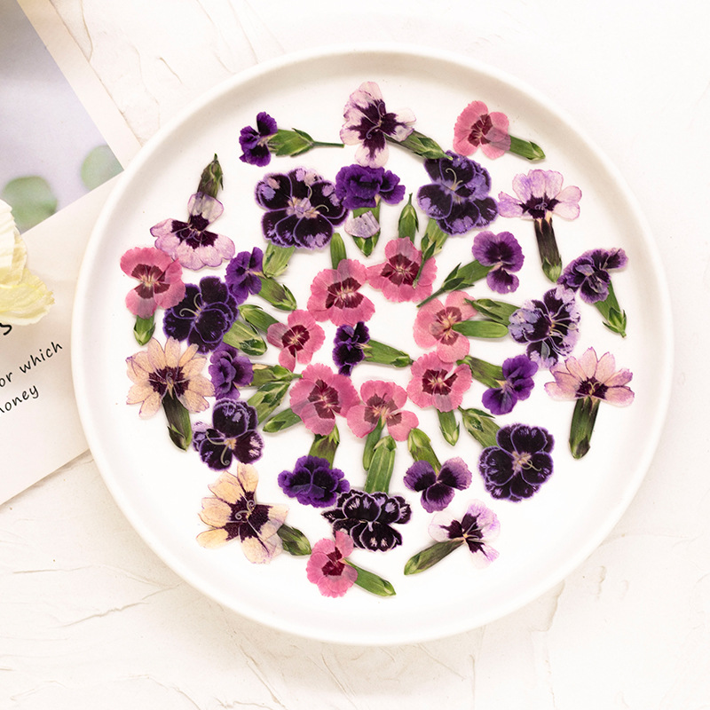 24pcs, Bunga Dianthus Kering A - Dried Flower Pressed ulasan dan harga