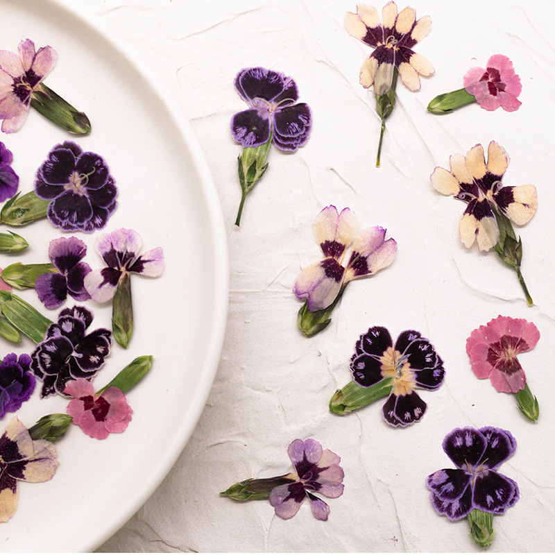 24pcs, Bunga Dianthus Kering A - Dried Flower Pressed ulasan dan harga