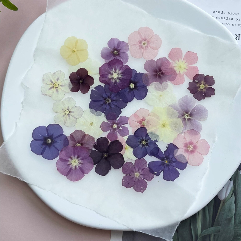 12pcs, Bunga Kering Tekan Semi - Dried Flower Pressed ulasan dan harga