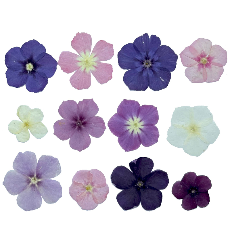12pcs, Bunga Kering Tekan Semi - Dried Flower Pressed ulasan dan harga